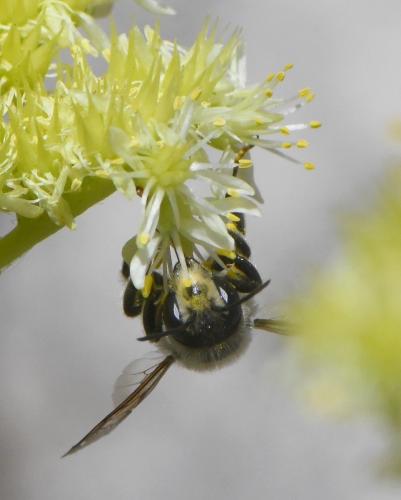 Megachile ericetorum